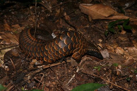 Pangolin hunting skyrockets in Central Africa, driven by international ...