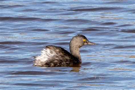 eBird Checklist - 28 Dec 2022 - Aransas NWR--Wildlife Dr. - 32 species