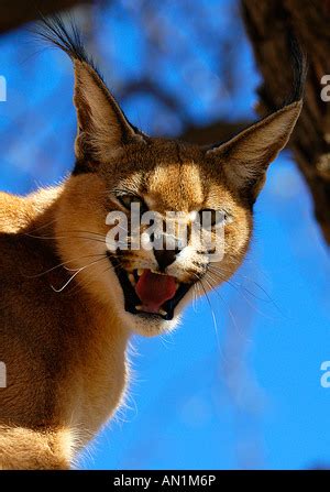 CARACAL CAT HISSING Stock Photo - Alamy