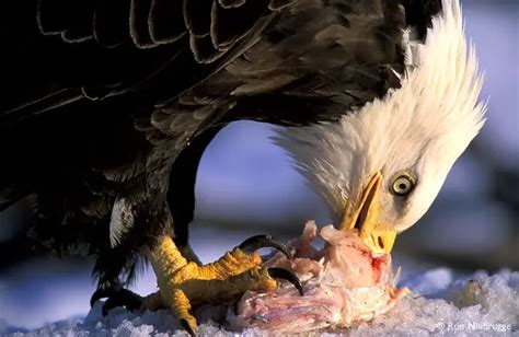 What Do Eagles Eat - Eagles Diet