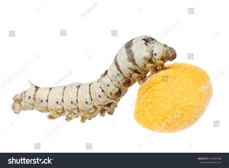 Silkworm Bombyx Mori Larva Caterpillar Silk Stock Photo 412892788 ...