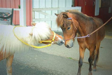 Land Of Little Horses Is The Most Unique Theme Park In Pennsylvania