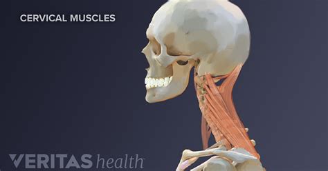 Neck Muscles and Other Soft Tissues