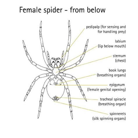 diagram of a spider | Diagram of Female Spider, viewed from below ...