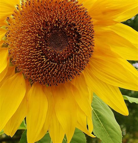 Sunflower Up Close Photograph by Bruce Bley - Fine Art America