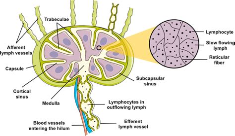 Lymph Node Structure