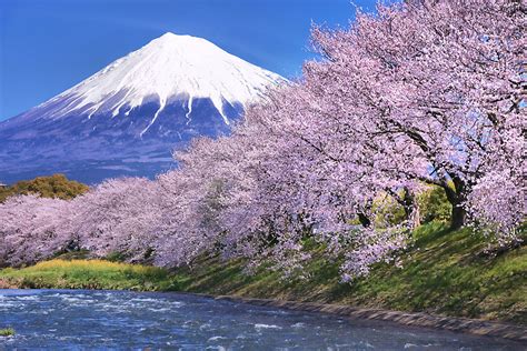 Memotret Bunga Sakura di Jepang: Saran Tempat Panorama & Fotografi Pro (1)