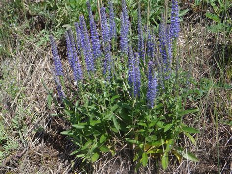 Veronica spicata (Speedwell, Spiked Speedwell) | North Carolina ...