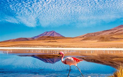 The Andean flamingo, one of the rarest birds in the world, can be seen ...