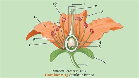 Kunci Jawaban IPA Kelas 9 Halaman 65 tentang Jenis dan Fungsi Bagian ...