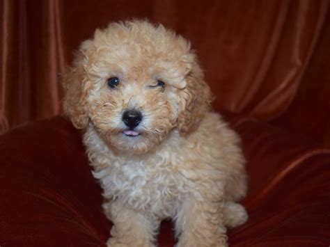 Miniature Poodle-DOG-Female-Apricot-3760927-Petland Dunwoody