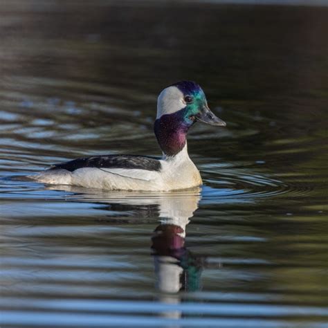 The Fascinating Life of Bufflehead Ducks: A Closer Look