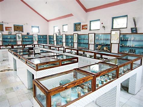 Sea Shell Museum, Diu - Timings, Entry Fee, History & Artifacts