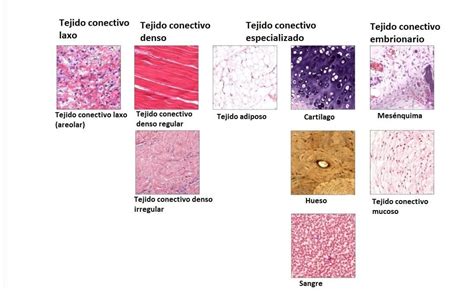 Tejido conectivo | Tipos, función, células y fibras