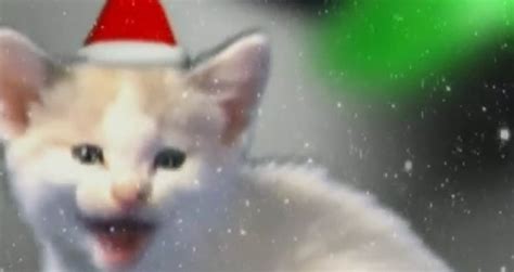 Jingle Cats perform meow version of Silent Night - Videos - Metatube