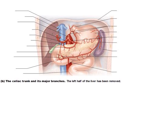 Celiac trunk arteries Quiz