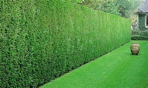 Five Leyland Cypress Hedge Plants | Groupon Goods