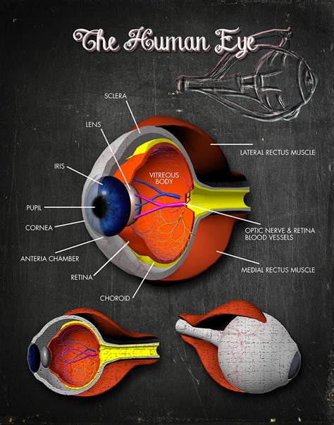 Human Eye Cross Section Royalty Free Vector Image - vrogue.co