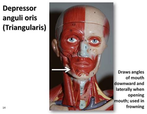 Depressor anguli oris - Muscles of the Upper Extremity Vis… | Flickr