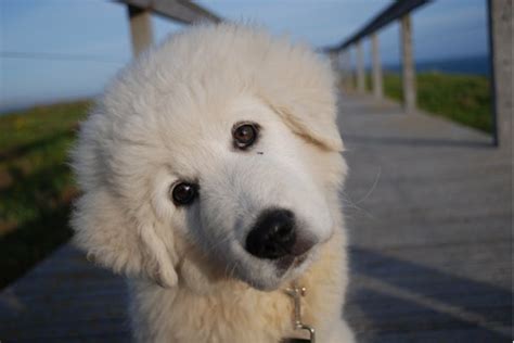 maremma dog puppy close up - ABC News (Australian Broadcasting Corporation)