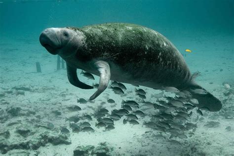 30 Incredible Facts to know about Manatee for Kids