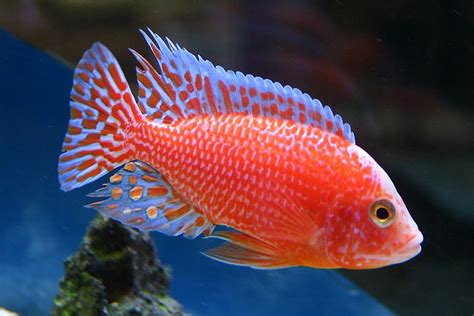 Cichlid – Red Peacock