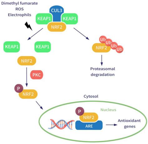 Pharmaceutics | Free Full-Text | New and Old Horizons for an Ancient Drug: Pharmacokinetics ...