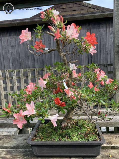 Kouyon Satsuki Azalea Bonsai Tree | Herons Bonsai Nursery