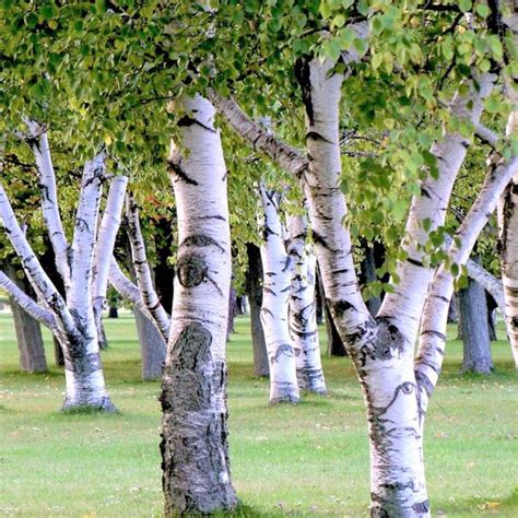 European White Birch Tree Seeds | Betula Pendula White Flaky Paper Bark ...