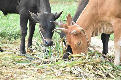 Domestic cows are eating corn plants and fresh grass pile which their ...