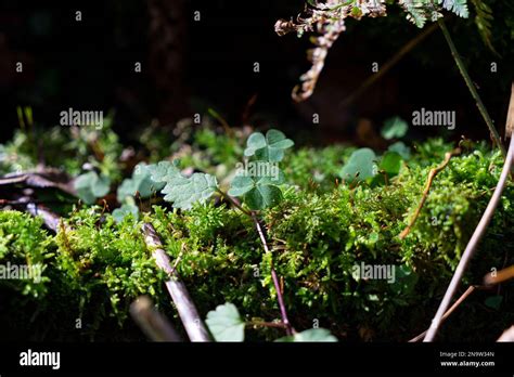 Autumn details on the forest ground Stock Photo - Alamy