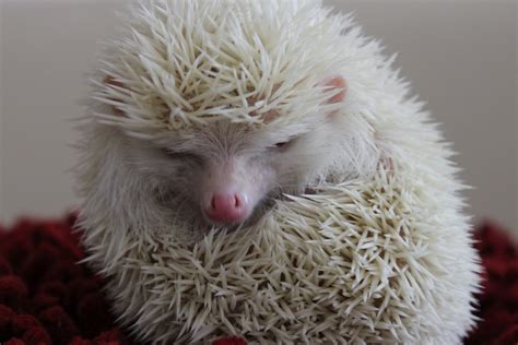 Arbitrary Photo: Albino Hedgehog