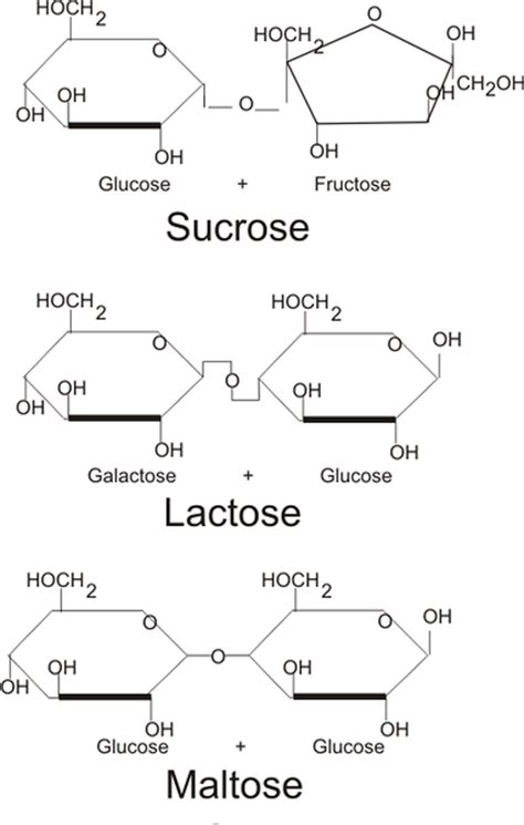 Disaccharides {101} - A Gutsy Girl®