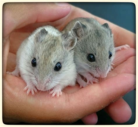 2 female chinese dwarf hamsters | Dwarf hamster, Chinese dwarf hamster ...