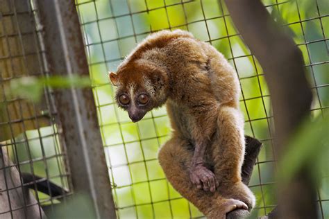 A guide to spooky species: Some scary-looking animals are all fang and ...