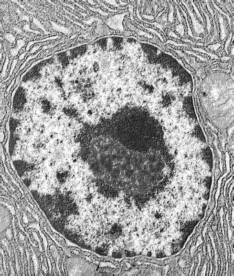 Falsitate val Deschis celula eucariota microscop ascult muzica Termic ...