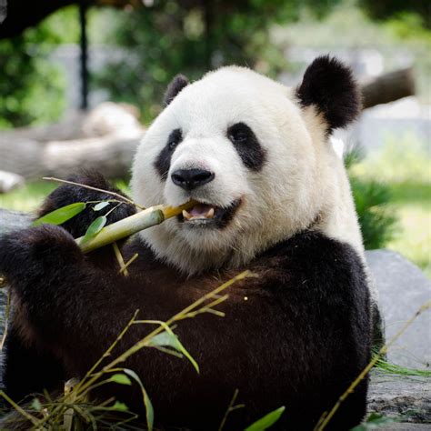 Baby Giant Pandas Eating Bamboo