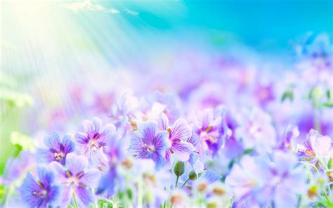 Purple Flower Backgrounds (60+ pictures) - WallpaperSet