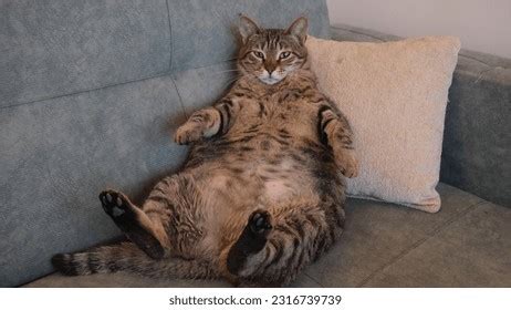 Fat Cat Sitting On Sofa Photos, Images & Pictures | Shutterstock