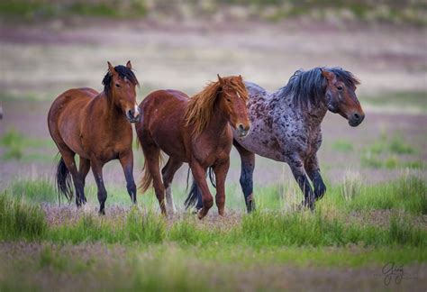 Mustangs – Stallions of Onaqui Herd » Beautiful Photography of Wild Horses – Onaqui Herd of Wild ...