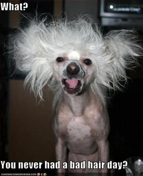 bad hair day, funny pictures - Dump A Day