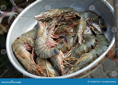 Fresh Shrimps in Bowl. Fish and Seafood Market in Sri Lanka Stock Photo - Image of large, animal ...