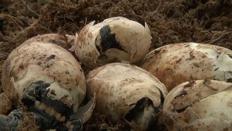 Alligator Eggs Hatching Stock Footage Video 1451317 | Shutterstock