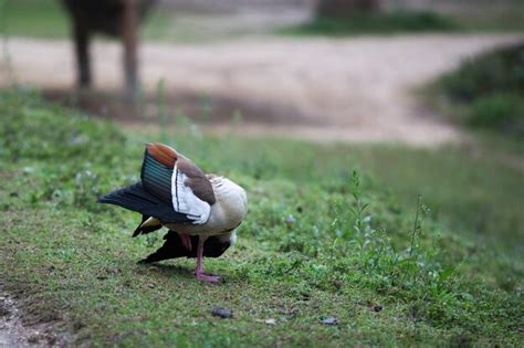 Premium Photo | Male mandarin duck cleans his plumage