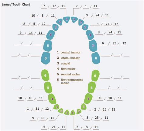 Baby Teeth Chart Letters: A Visual Reference of Charts | Chart Master