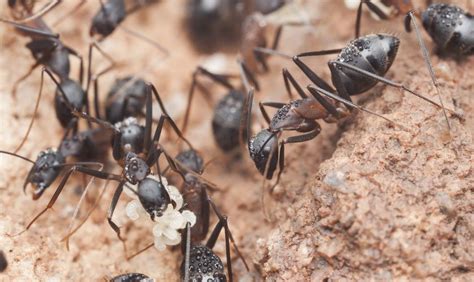 Best Carpenter Ant Control in Wyckoff | Local Carpenter Ant Exterminator