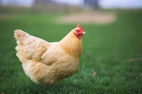 Orpington Chicken: Origin, Color Varieties, Price, and More! - A-Z Animals