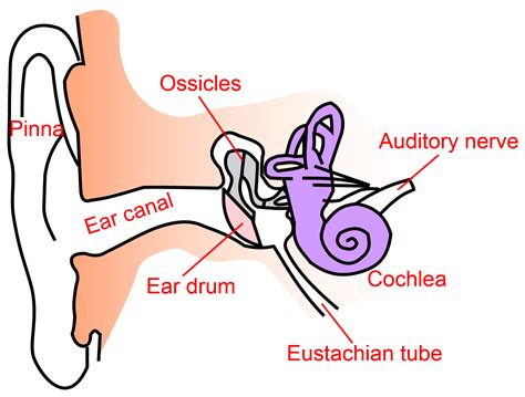 Inner ear clipart 20 free Cliparts | Download images on Clipground 2024