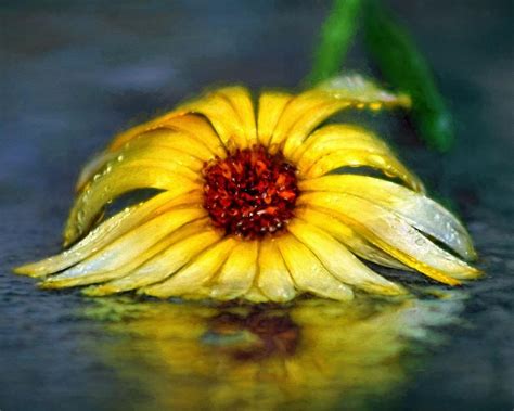 Yellow Daisy Painting at PaintingValley.com | Explore collection of ...