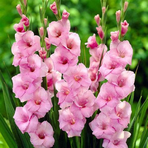 Video Gladiolus - 10 Bulbs - Pretty Pink Blooms - 14/+cm - Hirt's Gardens | Gladiolus flower ...